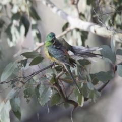 Psephotus haematonotus (Red-rumped Parrot) at Majura, ACT - 22 Nov 2017 by AlisonMilton