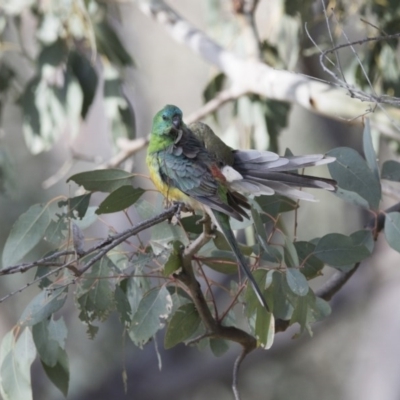 Psephotus haematonotus (Red-rumped Parrot) at Majura, ACT - 22 Nov 2017 by AlisonMilton