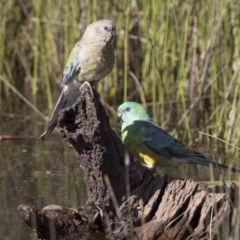 Psephotus haematonotus at Majura, ACT - 22 Nov 2017