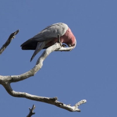 Eolophus roseicapilla (Galah) at Majura, ACT - 22 Nov 2017 by AlisonMilton