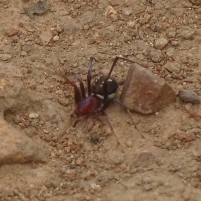 Zodariidae (family) (Unidentified Ant spider or Spotted ground spider) at Red Hill Nature Reserve - 1 Dec 2017 by roymcd