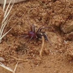 Zodariidae (family) at Red Hill, ACT - 1 Dec 2017 01:32 PM