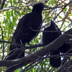 Corcorax melanorhamphos (White-winged Chough) at ANBG - 30 Nov 2017 by RodDeb