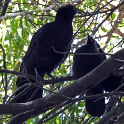 Corcorax melanorhamphos (White-winged Chough) at ANBG - 30 Nov 2017 by RodDeb