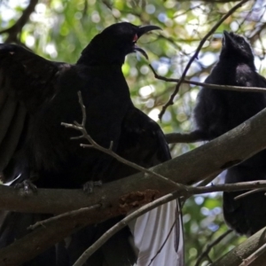 Corcorax melanorhamphos at Acton, ACT - 30 Nov 2017