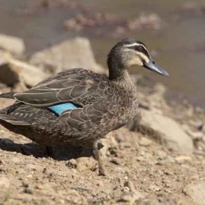 Anas superciliosa (Pacific Black Duck) at Majura, ACT - 22 Nov 2017 by AlisonMilton