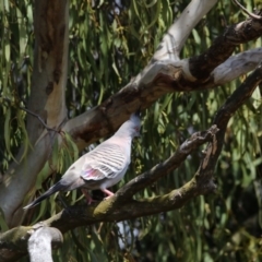 Ocyphaps lophotes (Crested Pigeon) at Mount Ainslie - 21 Nov 2017 by Alison Milton