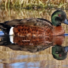 Anas castanea (Chestnut Teal) at Fyshwick, ACT - 11 Jun 2017 by RodDeb