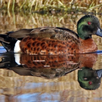 Anas castanea (Chestnut Teal) at Jerrabomberra Wetlands - 11 Jun 2017 by RodDeb