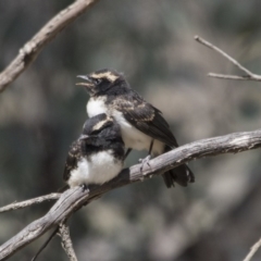 Rhipidura leucophrys (Willie Wagtail) at Pialligo, ACT - 20 Nov 2017 by AlisonMilton