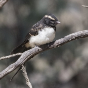 Rhipidura leucophrys at Pialligo, ACT - 21 Nov 2017