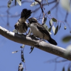 Rhipidura leucophrys at Pialligo, ACT - 21 Nov 2017 10:14 AM