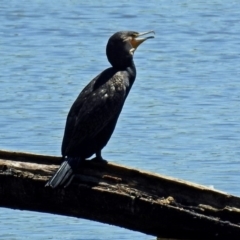 Phalacrocorax carbo (Great Cormorant) at Fyshwick, ACT - 9 Nov 2017 by RodDeb