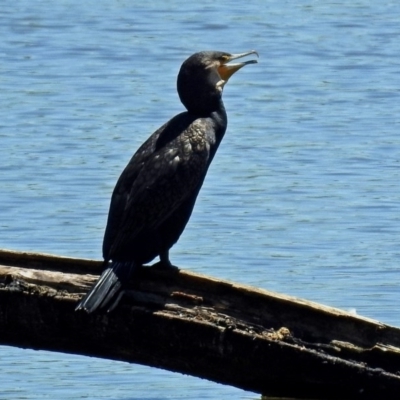 Phalacrocorax carbo (Great Cormorant) at Jerrabomberra Wetlands - 9 Nov 2017 by RodDeb