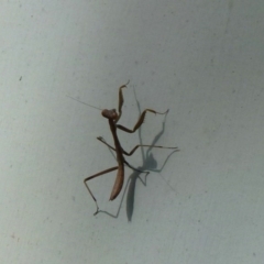 Mantodea (order) (Unidentified praying mantis) at Nanima, NSW - 9 Dec 2011 by Christine
