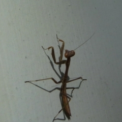 Mantodea (order) at Nanima, NSW - 9 Dec 2011