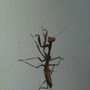 Mantodea (order) at Nanima, NSW - 9 Dec 2011