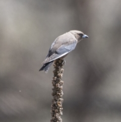 Artamus cyanopterus (Dusky Woodswallow) at Majura, ACT - 21 Nov 2017 by Alison Milton