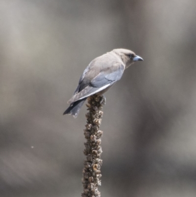 Artamus cyanopterus (Dusky Woodswallow) at Majura, ACT - 22 Nov 2017 by AlisonMilton