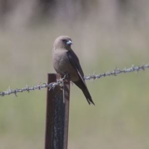 Artamus cyanopterus cyanopterus at Majura, ACT - 22 Nov 2017