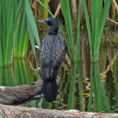 Phalacrocorax sulcirostris (Little Black Cormorant) at Fyshwick, ACT - 15 Mar 2017 by RodDeb