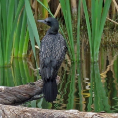 Phalacrocorax sulcirostris (Little Black Cormorant) at Jerrabomberra Wetlands - 15 Mar 2017 by RodDeb