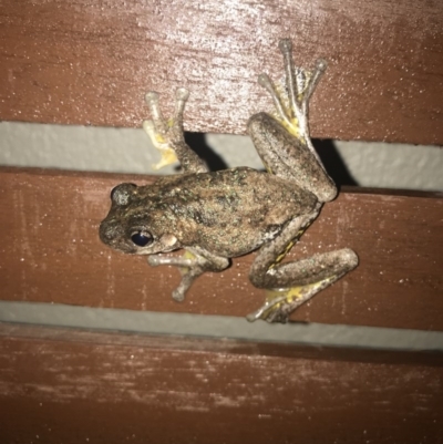 Litoria peronii (Peron's Tree Frog, Emerald Spotted Tree Frog) at Watson, ACT - 1 Dec 2017 by AaronClausen