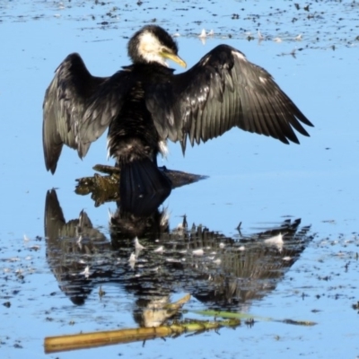 Microcarbo melanoleucos (Little Pied Cormorant) at Fyshwick, ACT - 22 Feb 2017 by RodDeb