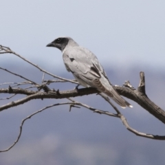 Coracina novaehollandiae (Black-faced Cuckooshrike) at Majura, ACT - 21 Nov 2017 by Alison Milton