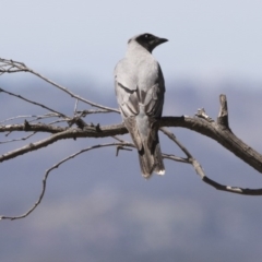 Coracina novaehollandiae at Majura, ACT - 22 Nov 2017