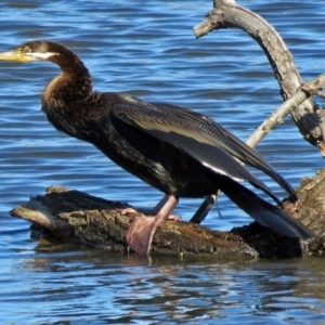 Anhinga novaehollandiae at Fyshwick, ACT - 27 Apr 2017