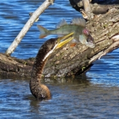 Anhinga novaehollandiae at Fyshwick, ACT - 27 Apr 2017 01:59 PM