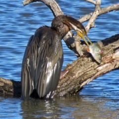 Anhinga novaehollandiae at Fyshwick, ACT - 27 Apr 2017 01:59 PM