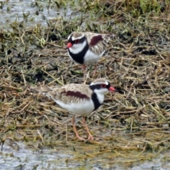 Charadrius melanops (Black-fronted Dotterel) at Fyshwick, ACT - 22 Mar 2017 by RodDeb