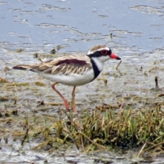 Charadrius melanops at Fyshwick, ACT - 22 Mar 2017