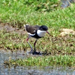 Erythrogonys cinctus (Red-kneed Dotterel) at Fyshwick, ACT - 10 Nov 2017 by RodDeb