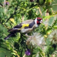 Carduelis carduelis (European Goldfinch) at Fyshwick, ACT - 21 Feb 2017 by RodDeb