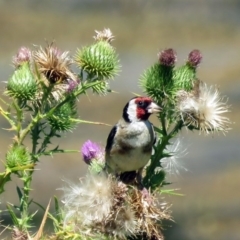 Carduelis carduelis at Fyshwick, ACT - 21 Feb 2017 01:29 PM