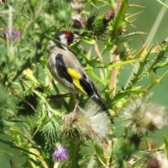 Carduelis carduelis at Fyshwick, ACT - 21 Feb 2017 01:29 PM