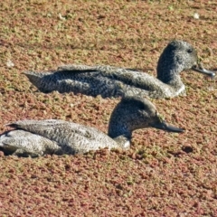 Stictonetta naevosa (Freckled Duck) at Fyshwick, ACT - 2 Jun 2017 by RodDeb