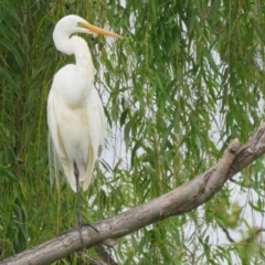 Ardea alba (Great Egret) at Fyshwick, ACT - 8 Feb 2017 by RodDeb