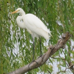 Ardea alba at Fyshwick, ACT - 8 Feb 2017 12:00 AM