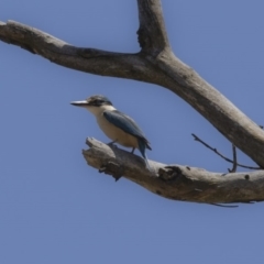 Todiramphus sanctus (Sacred Kingfisher) at Majura, ACT - 21 Nov 2017 by Alison Milton