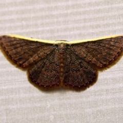 Idaea inversata (Purple Wave) at O'Connor, ACT - 30 Nov 2017 by ibaird