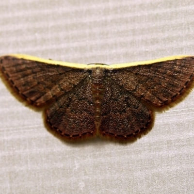 Idaea inversata (Purple Wave) at O'Connor, ACT - 30 Nov 2017 by ibaird