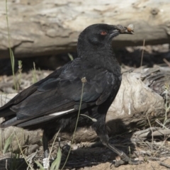 Corcorax melanorhamphos (White-winged Chough) at Pialligo, ACT - 22 Nov 2017 by AlisonMilton
