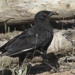 Corcorax melanorhamphos (White-winged Chough) at Mount Ainslie - 21 Nov 2017 by AlisonMilton