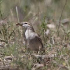 Lalage tricolor (White-winged Triller) at Majura, ACT - 21 Nov 2017 by Alison Milton