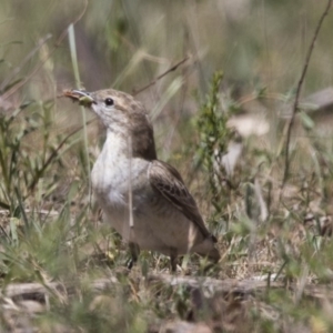 Lalage tricolor at Majura, ACT - 22 Nov 2017