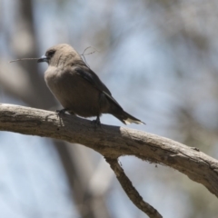 Artamus cyanopterus (Dusky Woodswallow) at Mount Ainslie - 21 Nov 2017 by AlisonMilton